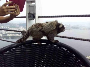 marmosets-and-tourist-at-the-sugarloaf