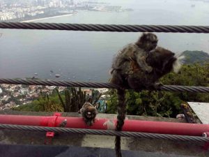 marmosets-at-the-sugarloaf