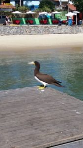 Beautiful birds in Buzios