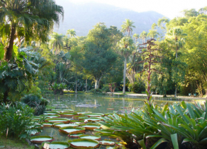 Botanical Garden in Rio